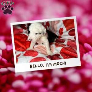 Mochi, Mini Sheepadoodle Puppy